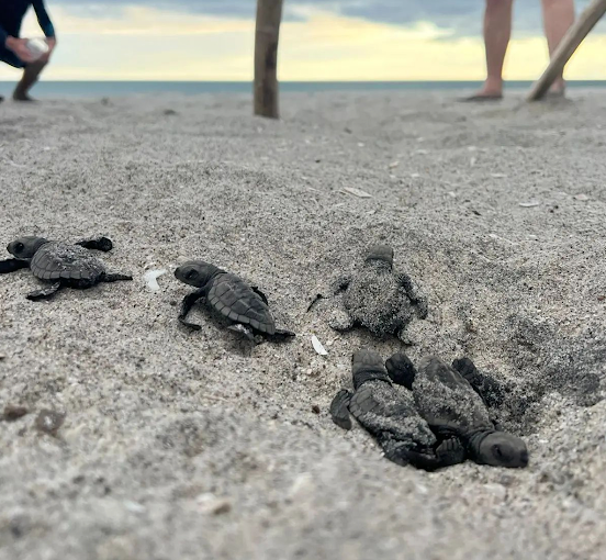 Nacimiento de tortugas en Playa Caracol